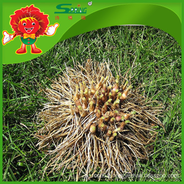 Yunnan allium hookeri supplier high quality garlic products